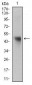 NAPSA Antibody